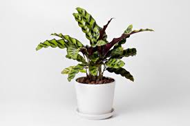 Clathia plants