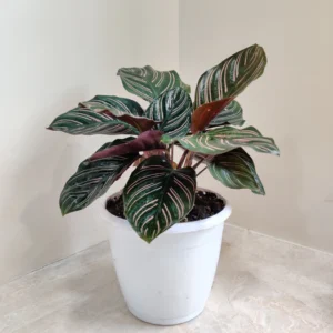 Calathea Ornata Sanderiana Plant
