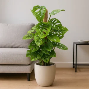 The Monstera Obliqua   ( Broken heart plants)