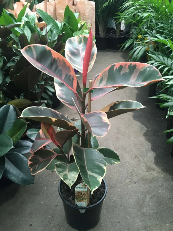 Rubber Plant, Ficus Elastica Plant indoor and outdoor ( air purify plants)
