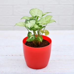 Syngonium Pink – 6 Inch – Red Pot