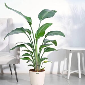 Bird Of Paradise white in 8inch