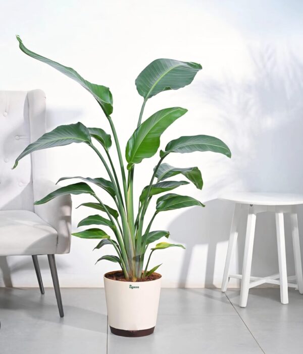 Bird Of Paradise white in 8inch
