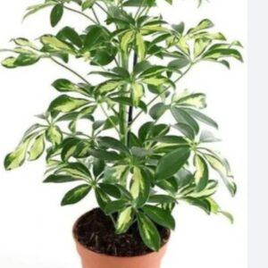 Saplera plants with 8 inch pot