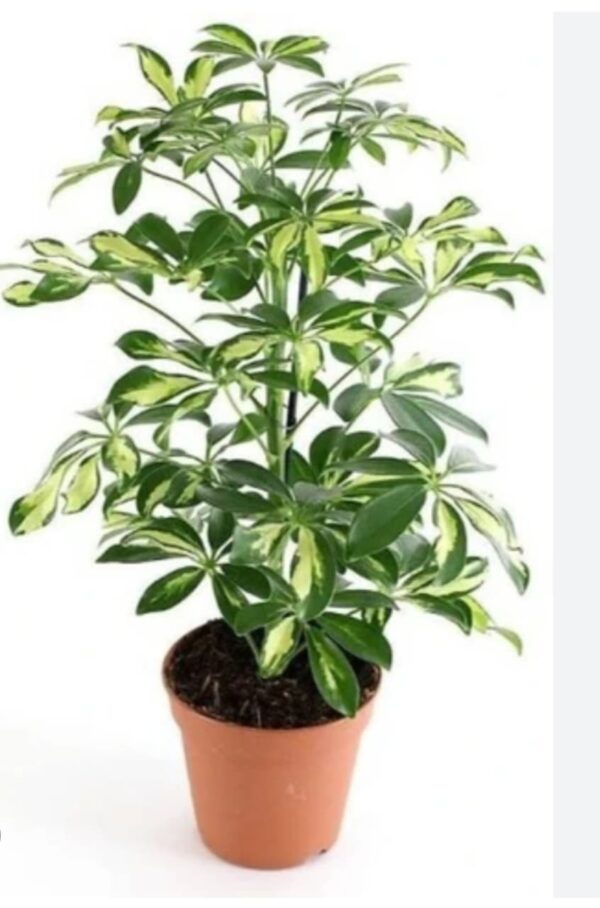 Saplera plants with 8 inch pot