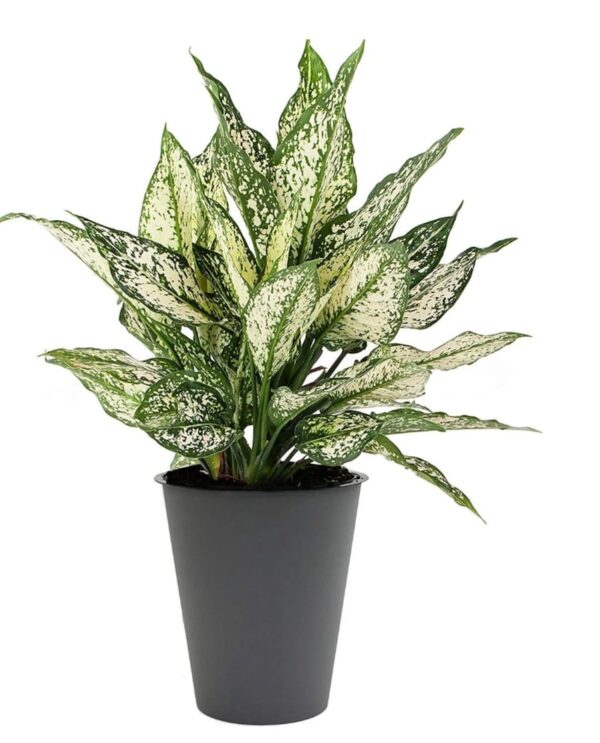 snow white agloenema plants