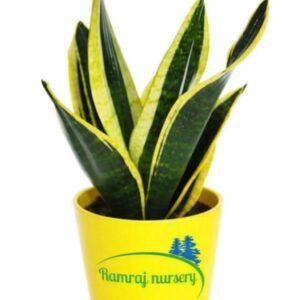 Snake plants (drawf)