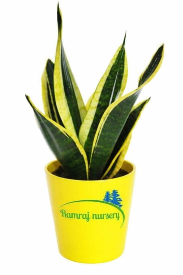 Snake plants (drawf)