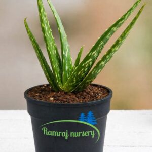 aloe vera plants( medicinal plants)