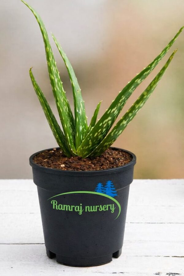 aloe vera plants( medicinal plants)