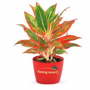Aglaonema lipstick