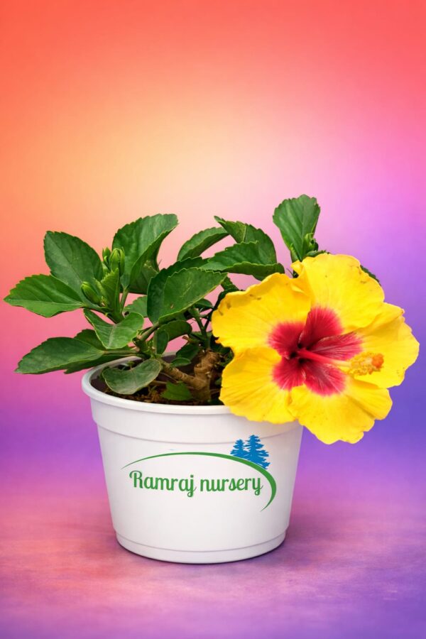 Haviscus hybrid verities)