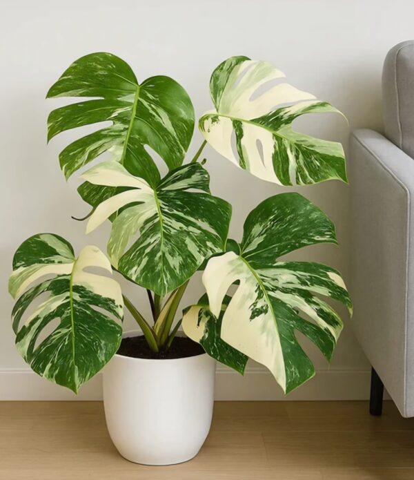 Monestera plants (proper indoor and decorative for your home and office )