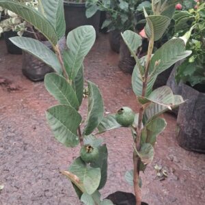 Thai 7 Guava Live Plant Sweet All time Guava Jamrukh Amrud