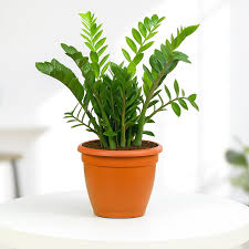z z plants (Airpurify plants)