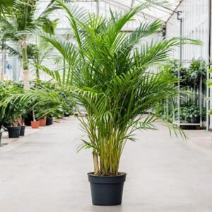 Areca Palm Plant – Natural Air Purifier – Indoor & Outdoor Organic Plant – Stylish Home & Office Décor