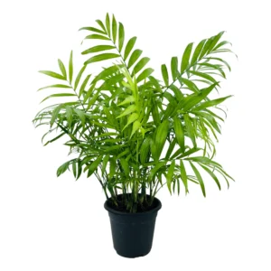 Chamaedorea Palm (Chamaedorea seifrizii) – Live Plant For Indoor (Home & Garden)