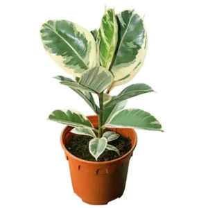 Rubber Plants ( Green and white )