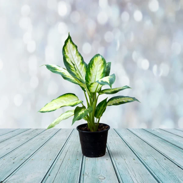 Diffen bachia tiger indoor plant for home and office use