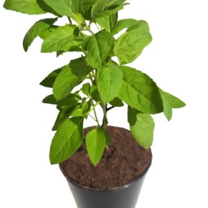 Rama Tulsi