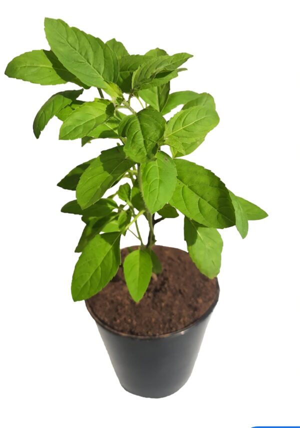 Rama Tulsi
