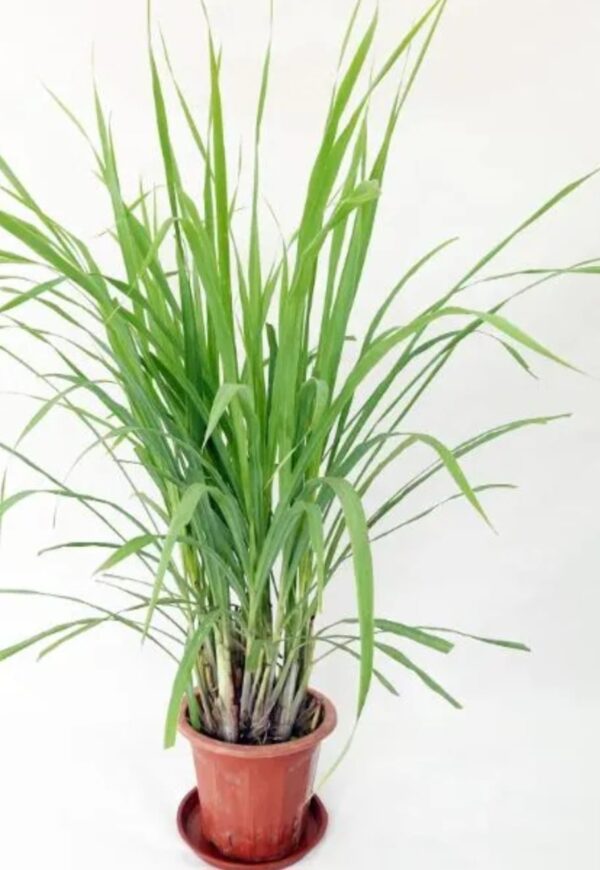 Lemongrass