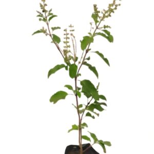 Syama tulsi with polybag