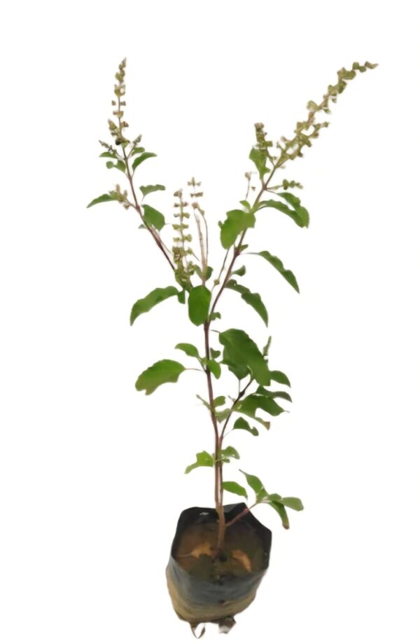 Syama tulsi with polybag