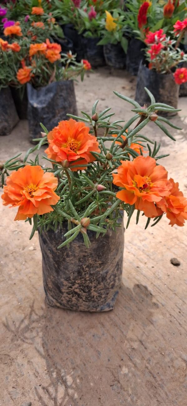 portulaca (9 o'clock) with polybag
