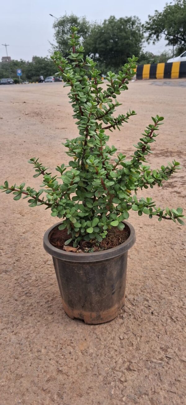 JADE PLANTS