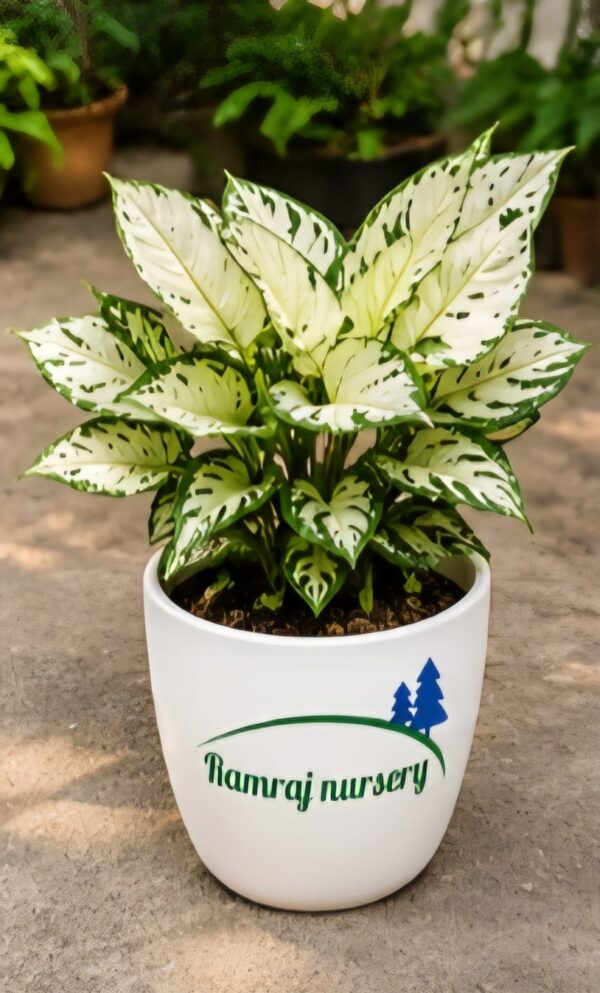 Super white Aglaonema