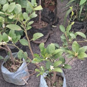 Lemon Plants