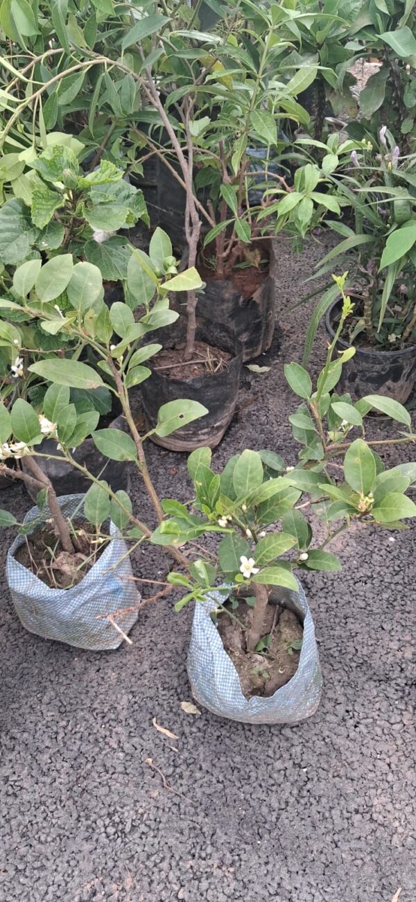 Lemon Plants