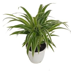 SPIDER PLANTS (4 INCH POT )