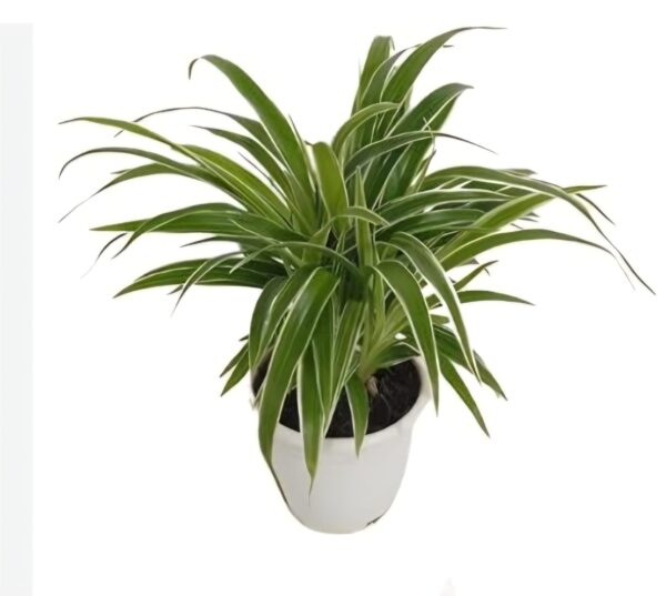 SPIDER PLANTS (4 INCH POT )