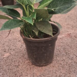 VERKIN 6INCH POT