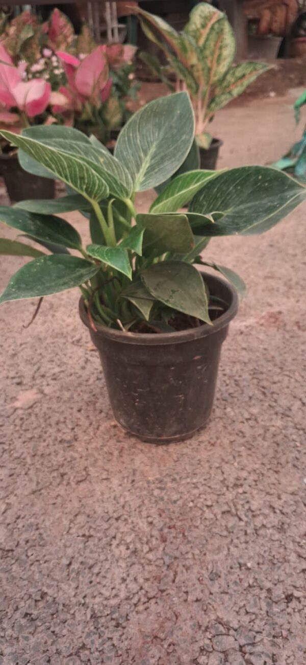 VERKIN 6INCH POT