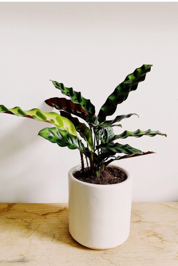Clathia plants