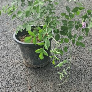 Pink Aparajita  double petal with   8 inch pot