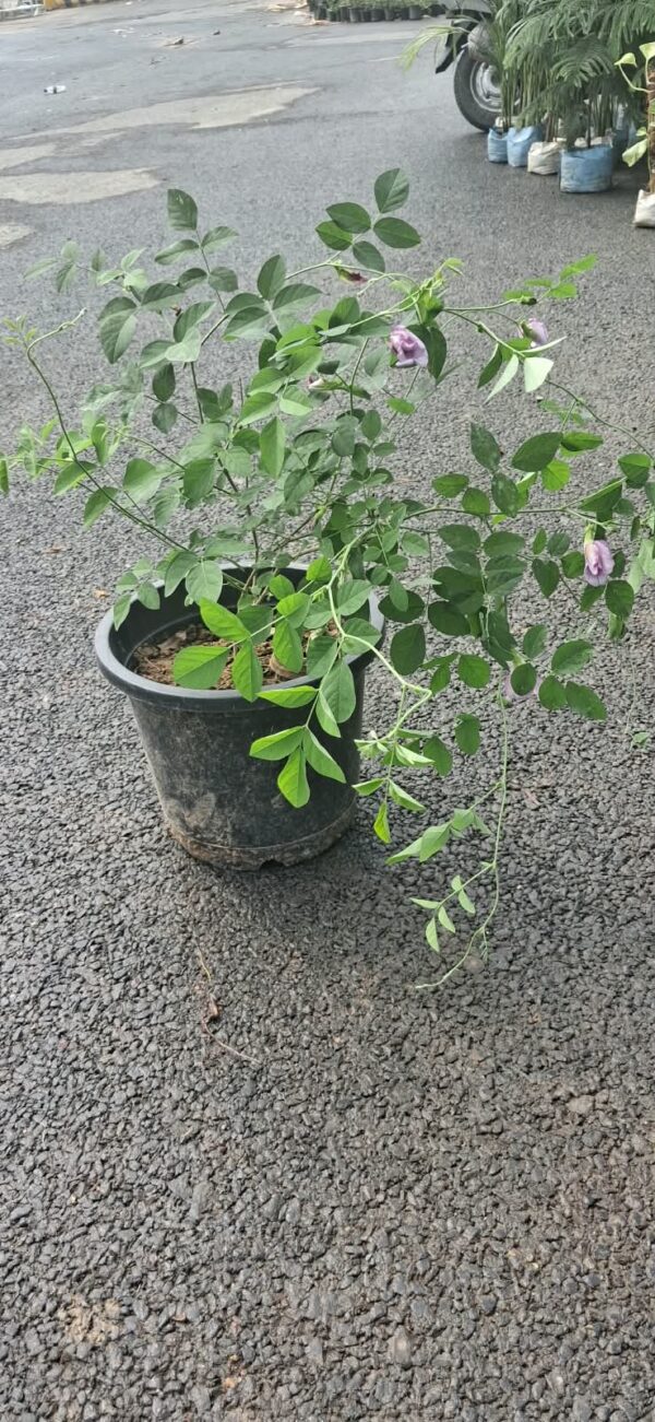 Pink Aparajita  double petal with   8 inch pot