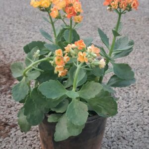 kalanchoe plants