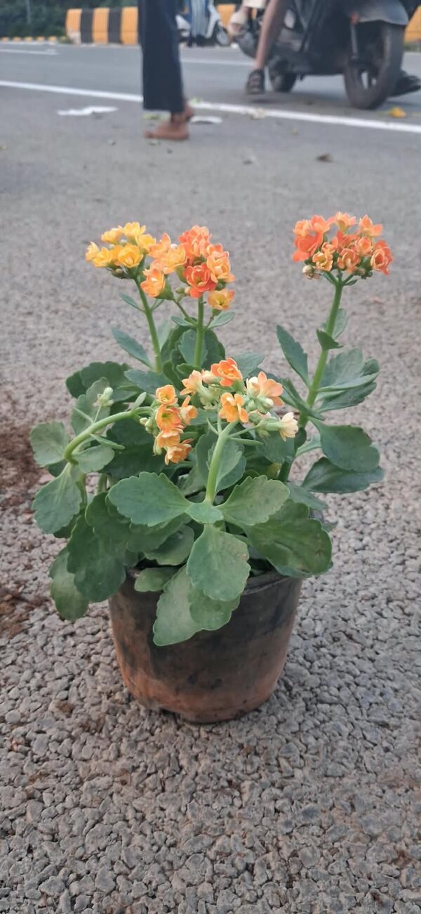 kalanchoe plants