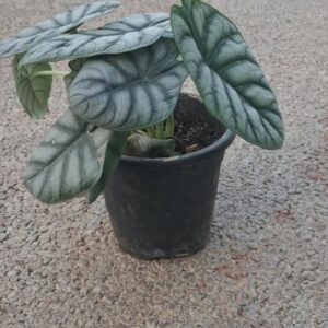 CLATHIA PLANTS