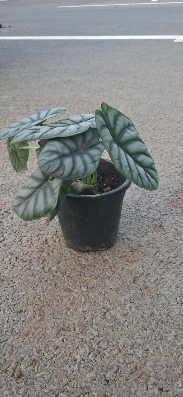 CLATHIA PLANTS