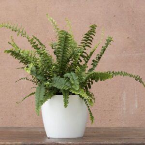 Bos tern fern