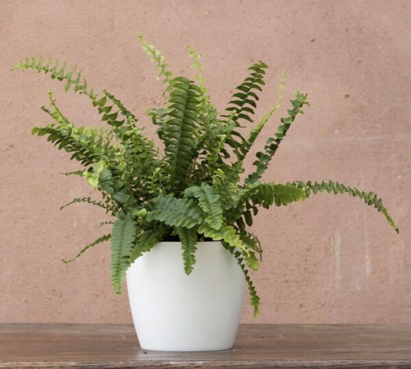 Bos tern fern