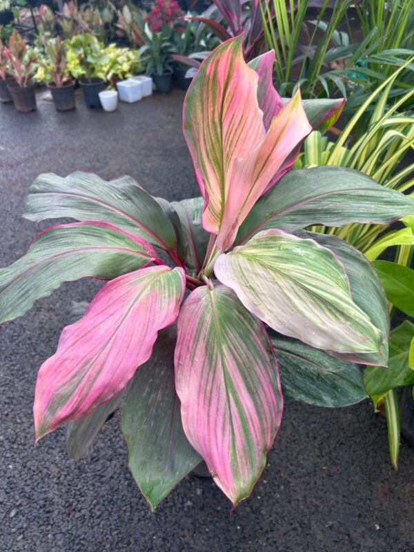 Dracaena Plants