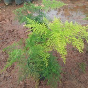 Spara fern