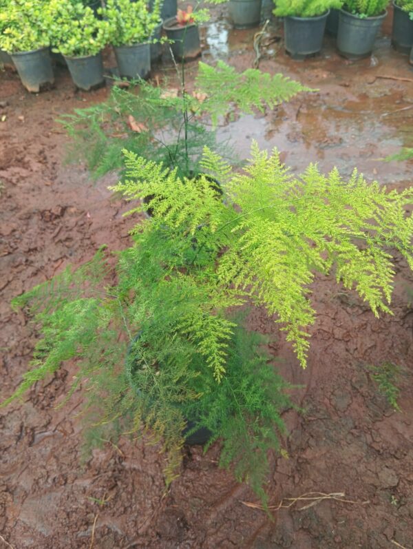 Spara fern