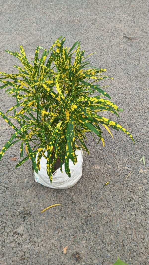 YALLOW DUST CROTON
